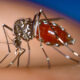 Die asiatische Tigermücke überträgt Chikungunya