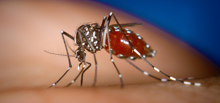 Die asiatische Tigermücke überträgt Chikungunya