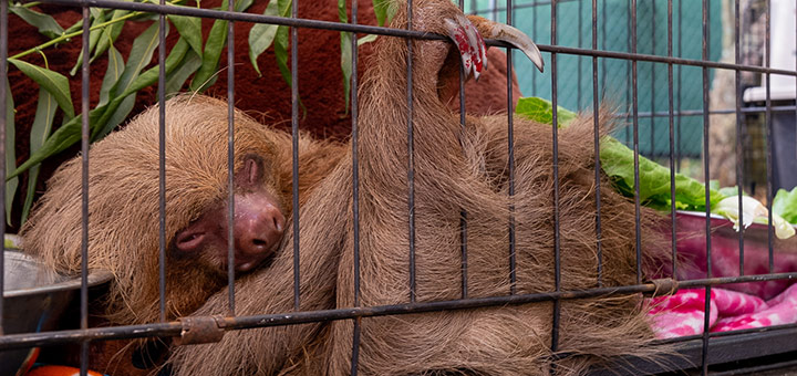 13 Faultiere aus dem Projekt "Sloth World" gerettet