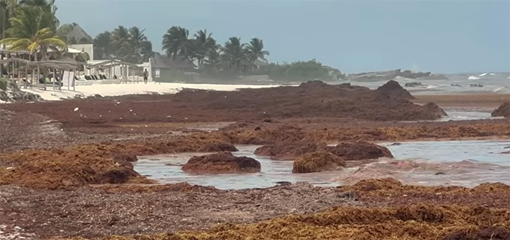 Braunalgen-Massen vor der Küste von Tulum